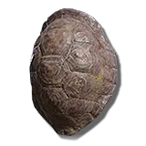 Great Turtle Shell