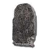 Fingerprint Stone Shield